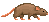 brown rat